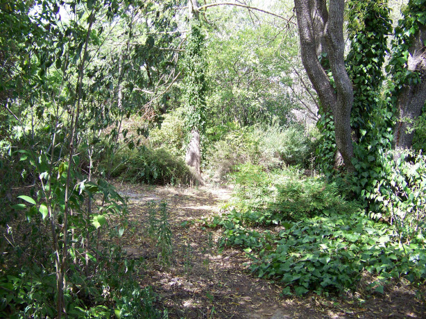 View of the woodland garden walk